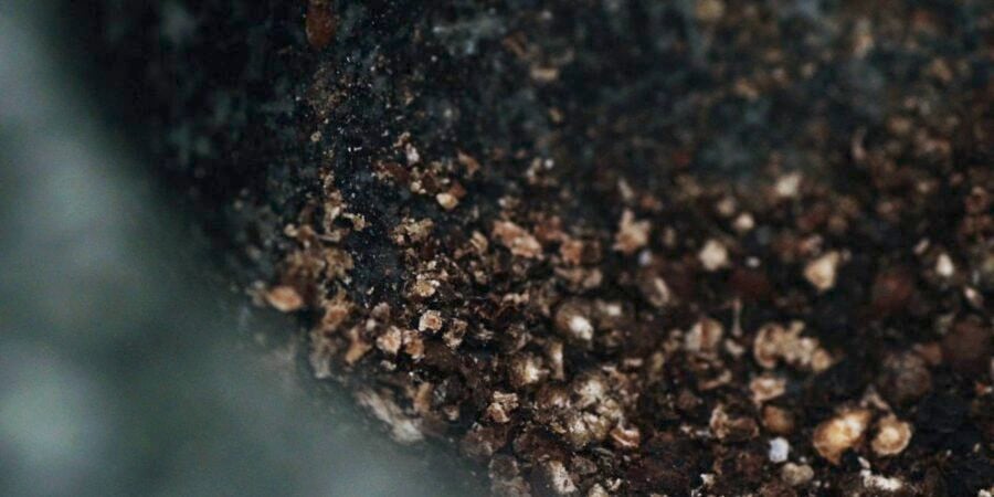 Black peppercorns crushed in a mortar.