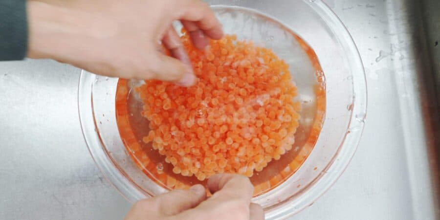 Rinsing ikura in cold water.